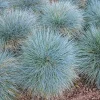 4 Blue Fescue Grass Plants, Well-Rooted, Perennial Ornamental Grass, 4-8 Inch Tall, Outdoor - Image 1