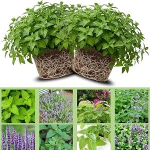 4 Catnip Live Plants 4-6 Inches Tall - Fresh Mint Herb for Cats, Indoor & Outdoor Growing - Image 7