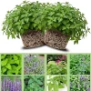 4 Catnip Live Plants 4-6 Inches Tall - Fresh Mint Herb for Cats, Indoor & Outdoor Growing - Image 1