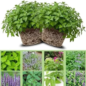 4 Catnip Live Plants 4-6 Inches Tall - Fresh Mint Herb for Cats, Indoor & Outdoor Growing - Image 1