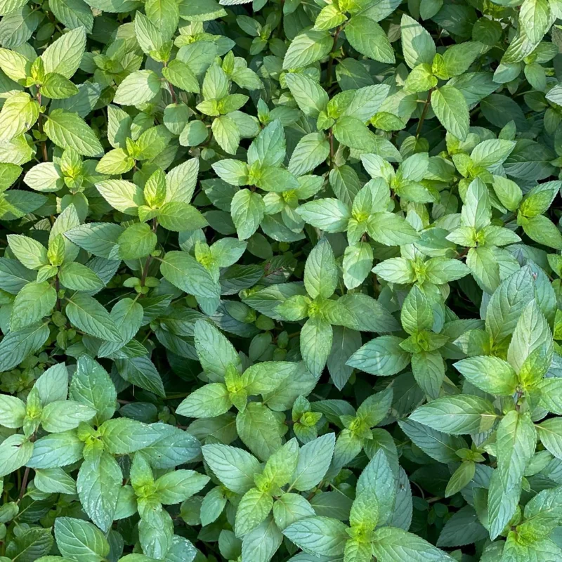 4 Chocolate Mint Live Plants, 4-8 Inch Tall Herb Starter Plants for Garden & Pots, USDA Zones 4-9 - Image 2