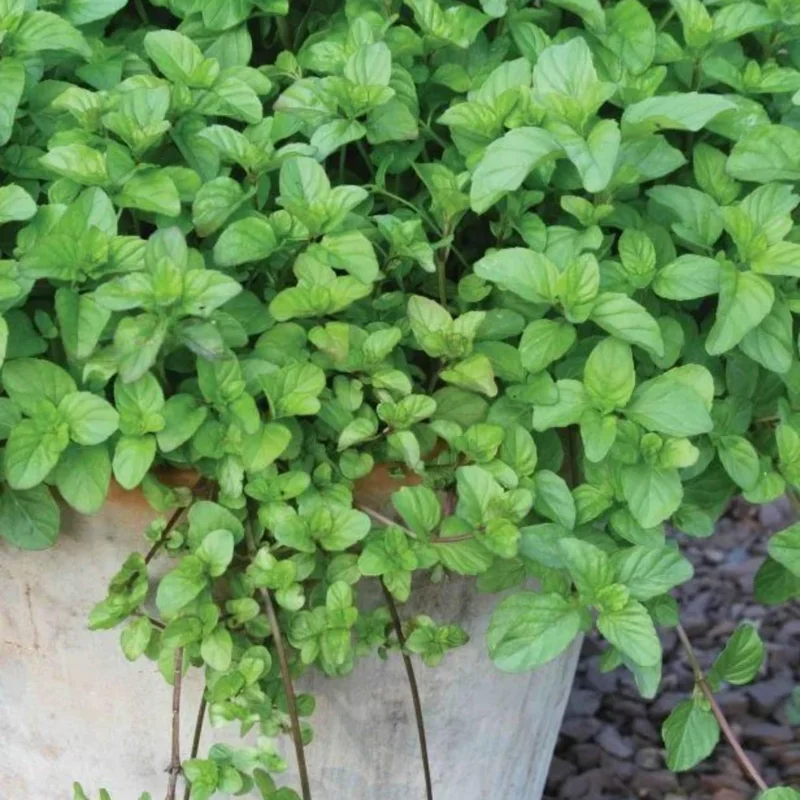 4 Chocolate Mint Live Plants, 4-8 Inch Tall Herb Starter Plants for Garden & Pots, USDA Zones 4-9 - Image 3