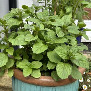 4 Chocolate Mint Live Plants, 4-8 Inch Tall Herb Starter Plants for Garden & Pots, USDA Zones 4-9 - Image 4