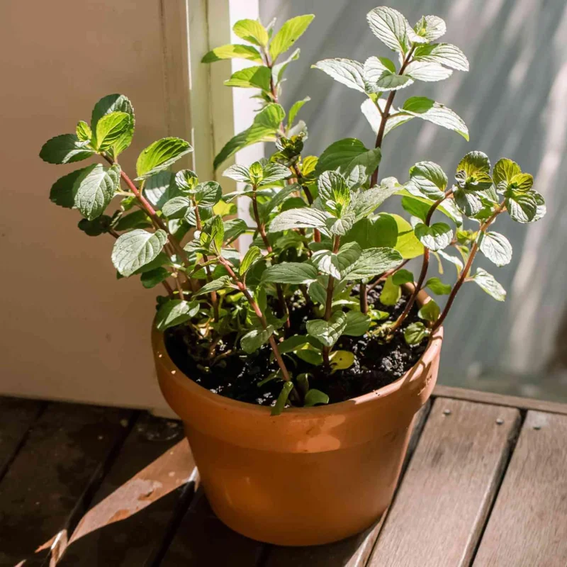 4 Chocolate Mint Live Plants, 4-8 Inch Tall Herb Starter Plants for Garden & Pots, USDA Zones 4-9 - Image 5