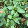 4 Chocolate Mint Live Plants, 4-8 Inch Tall Herb Starter Plants for Garden & Pots, USDA Zones 4-9 - Image 1