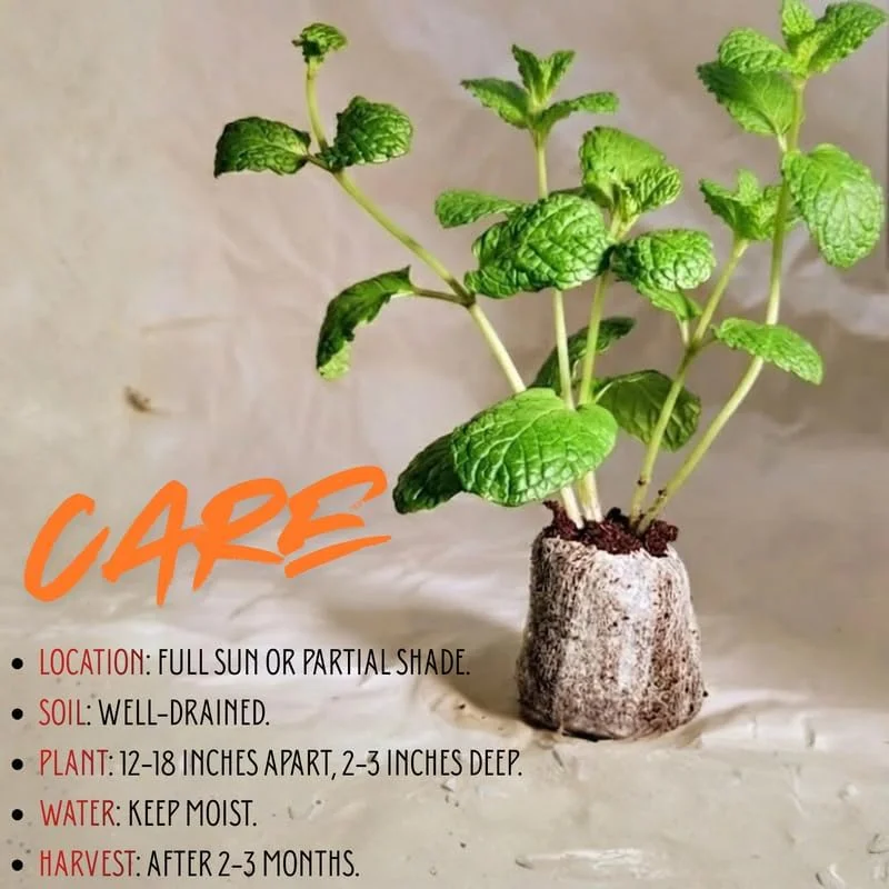 4 Chocolate Mint Plants Live - Culinary Herb for Indoor/Outdoor, Zones 3-11, 4-7" Tall - Image 2