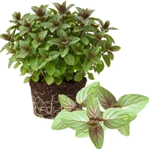 4 Chocolate Mint Plants Live - Culinary Herb for Indoor/Outdoor, Zones 3-11, 4-7