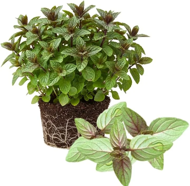 4 Chocolate Mint Plants Live - Culinary Herb for Indoor/Outdoor, Zones 3-11, 4-7" Tall - Image 3
