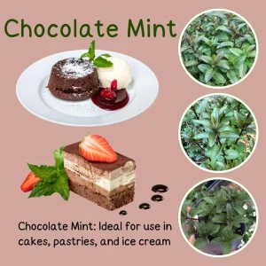 4 Chocolate Mint Plants Live - Culinary Herb for Indoor/Outdoor, Zones 3-11, 4-7