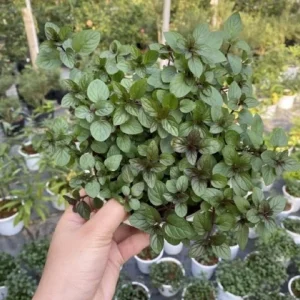 4 Chocolate Mint Plants Live - Culinary Herb for Indoor/Outdoor, Zones 3-11, 4-7