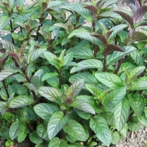 4 Chocolate Mint Plants Live - Culinary Herb for Indoor/Outdoor, Zones 3-11, 4-7