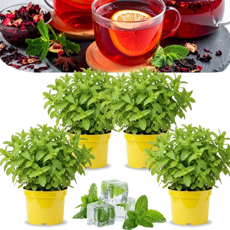 4 Chocolate Mint Plants Live - Culinary Herb for Indoor/Outdoor, Zones 3-11, 4-7" Tall - Image 1