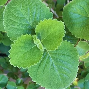 4 Cuban Oregano Live Plants, 5-7