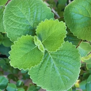4 Cuban Oregano Live Plants, 5-7