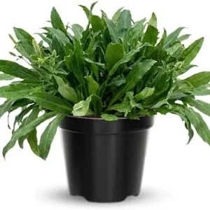 4 Culantro Live Plants, Herb for Garden, 4-6 Inches Tall - Image 3
