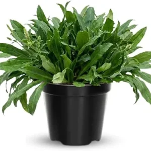 4 Culantro Live Plants, Herb for Garden, 4-6 Inches Tall - Image 4