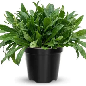 4 Culantro Live Plants, Herb for Garden, 4-6 Inches Tall - Image 6