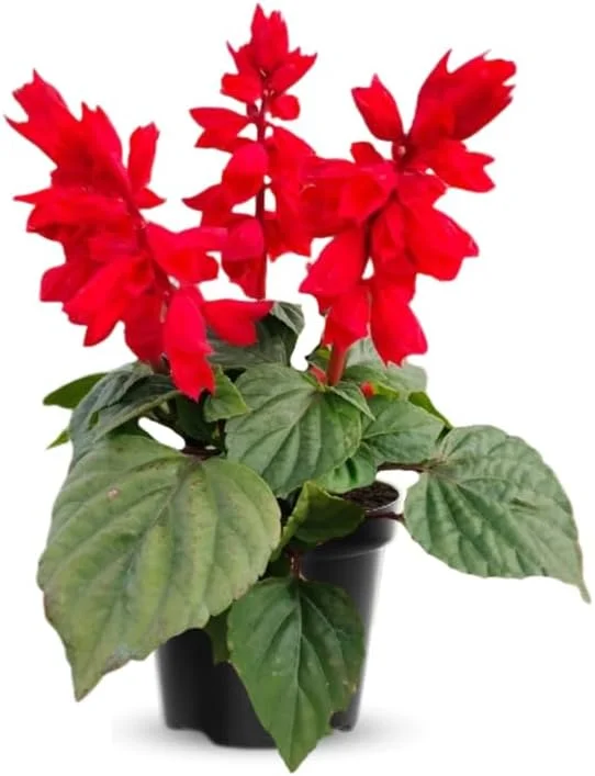 4 Dwarf Texas Salvia Sage Live Plants, 4-6" Tall, Perennial Fragrant Shrubs - Image 2