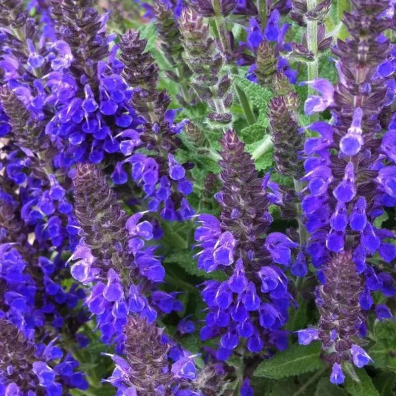 4 Dwarf Texas Salvia Sage Live Plants, 4-6" Tall, Perennial Fragrant Shrubs - Image 4