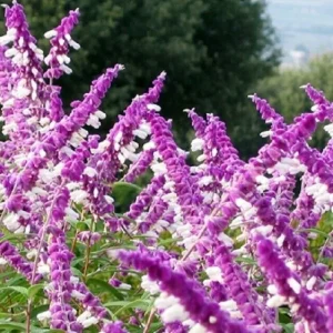 4 Dwarf Texas Salvia Sage Live Plants, 4-6