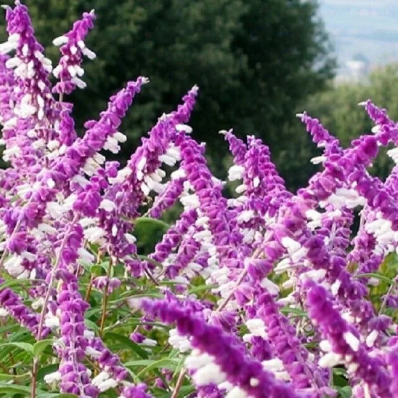 4 Dwarf Texas Salvia Sage Live Plants, 4-6" Tall, Perennial Fragrant Shrubs - Image 7