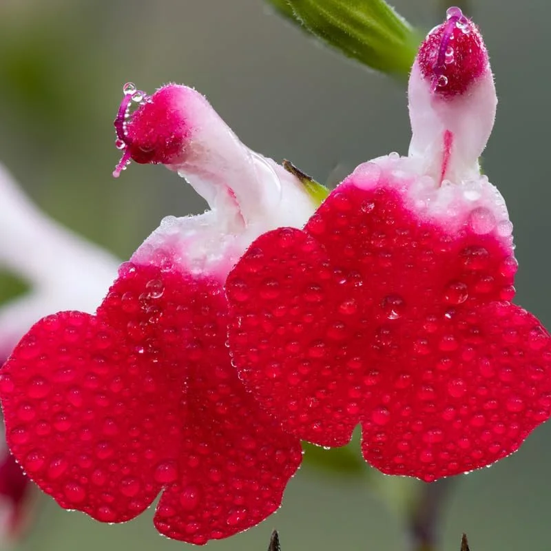 4 Dwarf Texas Salvia Sage Live Plants, 4-6" Tall, Perennial Fragrant Shrubs - Image 8