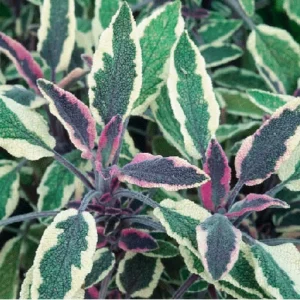 4 Dwarf Texas Salvia Sage Live Plants, 4-6