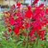 4 Dwarf Texas Salvia Sage Live Plants, 4-6" Tall, Perennial Fragrant Shrubs - Image 1