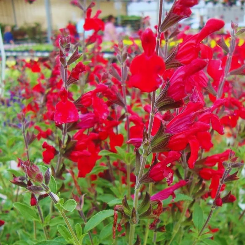 4 Dwarf Texas Salvia Sage Live Plants, 4-6" Tall, Perennial Fragrant Shrubs - Image 1