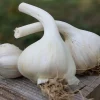 4 Heirloom Hardneck Garlic Bulbs for Planting – White Garlic Tubers for Garden - Image 1