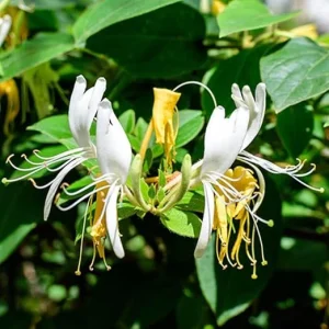 4 Honeysuckle Live Plants - 8-12 Inch Dormant Bare Root Fragrant Yellow White Bush, Outdoor - Image 5