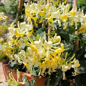 4 Honeysuckle Plants Live, 8-12 Inch Bare Root, Fragrant Yellow White Flowers, Outdoor - Image 2