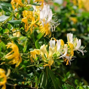 4 Honeysuckle Plants Live, 8-12 Inch Bare Root, Fragrant Yellow White Flowers, Outdoor - Image 3