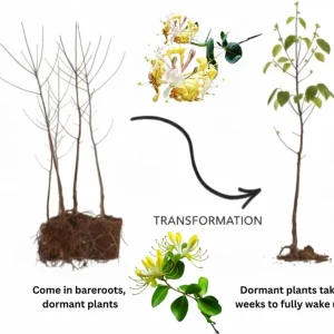 4 Honeysuckle Plants Live, 8-12 Inch Bare Root, Fragrant Yellow White Flowers, Outdoor - Image 4