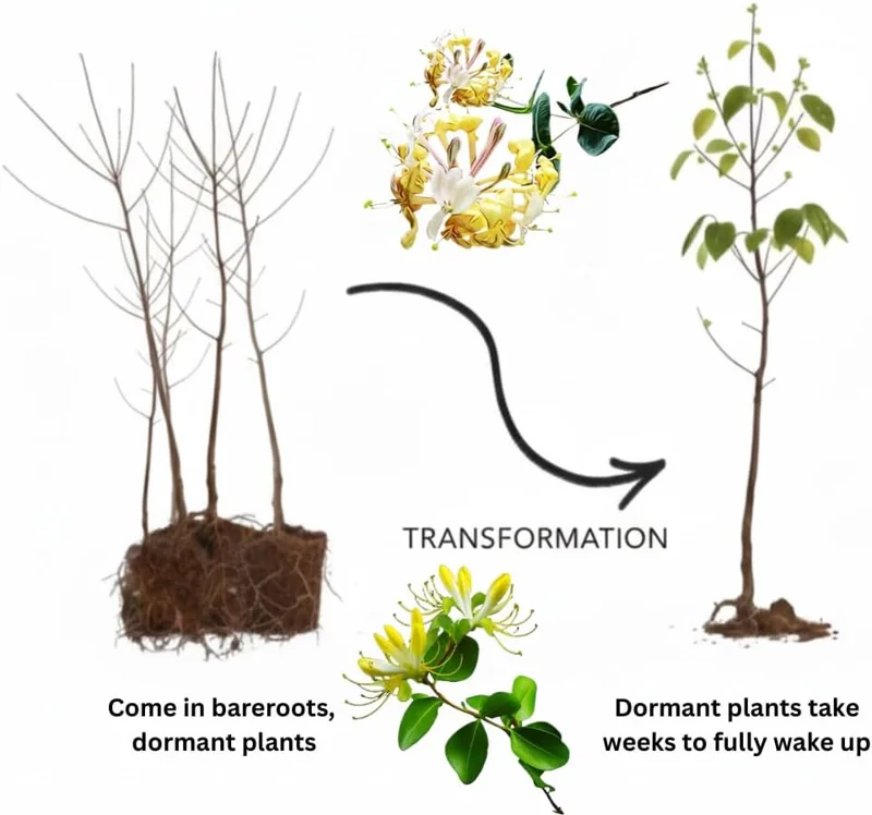 4 Honeysuckle Plants Live, 8-12 Inch Bare Root, Fragrant Yellow White Flowers, Outdoor - Image 4