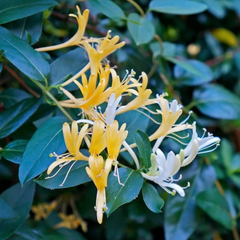 4 Honeysuckle Plants Live, 8-12 Inch Bare Root, Fragrant Yellow White Flowers, Outdoor - Image 5