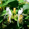 4 Honeysuckle Plants Live, 8-12 Inch Bare Root, Fragrant Yellow White Flowers, Outdoor - Image 1