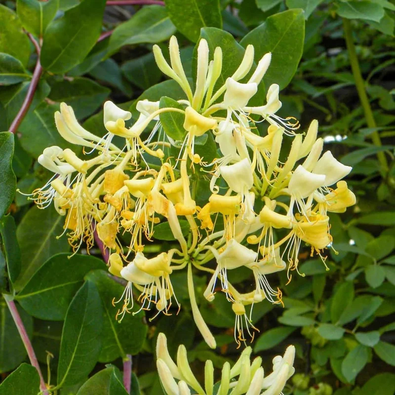 4 Honeysuckle Plants Live, 8-12 Inch Bare Root, Fragrant Yellow White Flowers, Outdoor - Image 7