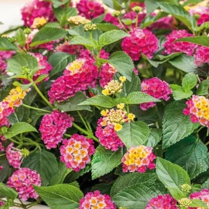 4 Lantana Live Plants, Pink Orange Yellow, 4-7 Inches Tall, Outdoor - Image 2