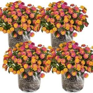 4 Lantana Live Plants, Pink Orange Yellow, 4-7 Inches Tall, Hardy Annual Flower, Outdoor - Image 4