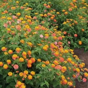 4 Lantana Live Plants, Pink Orange Yellow, 4-7 Inches Tall, Outdoor - Image 4