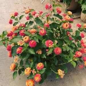 4 Lantana Live Plants, Pink Orange Yellow, 4-7 Inches Tall, Outdoor - Image 5