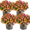 4 Lantana Live Plants, Pink Orange Yellow, 4-7 Inches Tall, Outdoor - Image 1