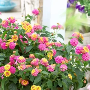 4 Lantana Live Plants, Pink Yellow, 4-7 Inches Tall, Hardy Annual Flower Plant - Image 4