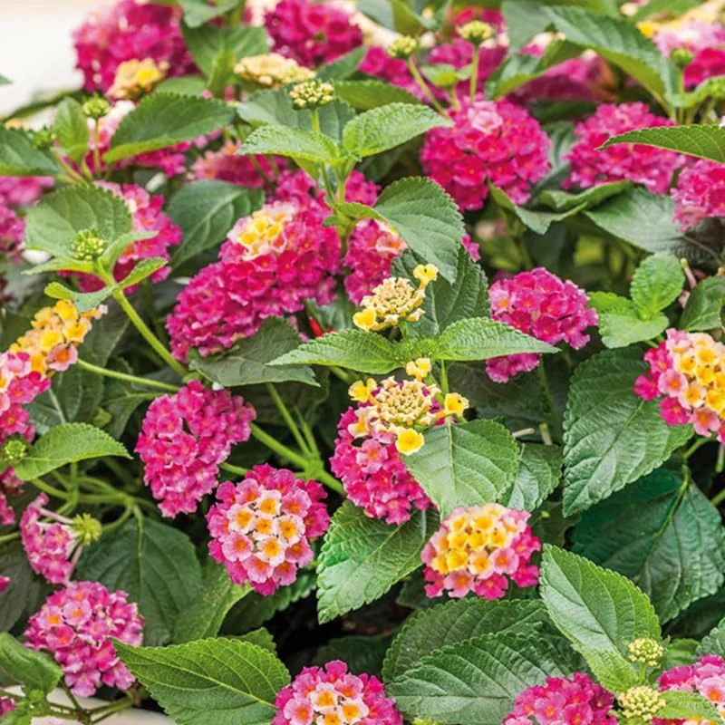 4 Lantana Live Plants, Pink Yellow, 4-7 Inches Tall, Hardy Annual Flower Plant - Image 5