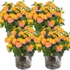 4 Lantana Live Plants, Pink Yellow, 4-7 Inches Tall, Hardy Annual Flower Plant - Image 1
