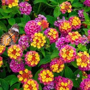 4 Lantana Plants Live, Pink Yellow, 4-7 inches tall, Hardy Outdoor Flower Plant - Image 2