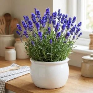 4 Lavender Live Starter Plants 4-6