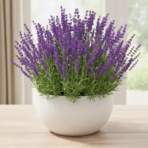 4 Lavender Live Starter Plants 4-6