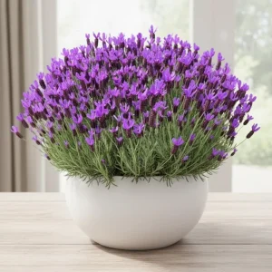 4 Lavender Live Starter Plants 4-6